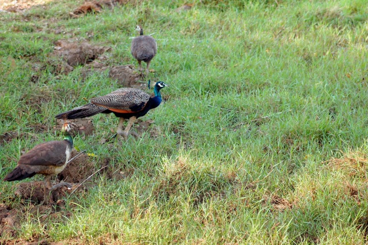 Wasgamu Safari Lodge Wasgamuwa Eksteriør bilde