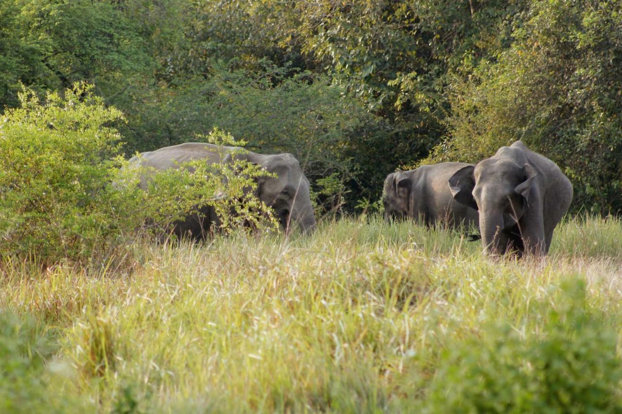 Wasgamu Safari Lodge Wasgamuwa Eksteriør bilde