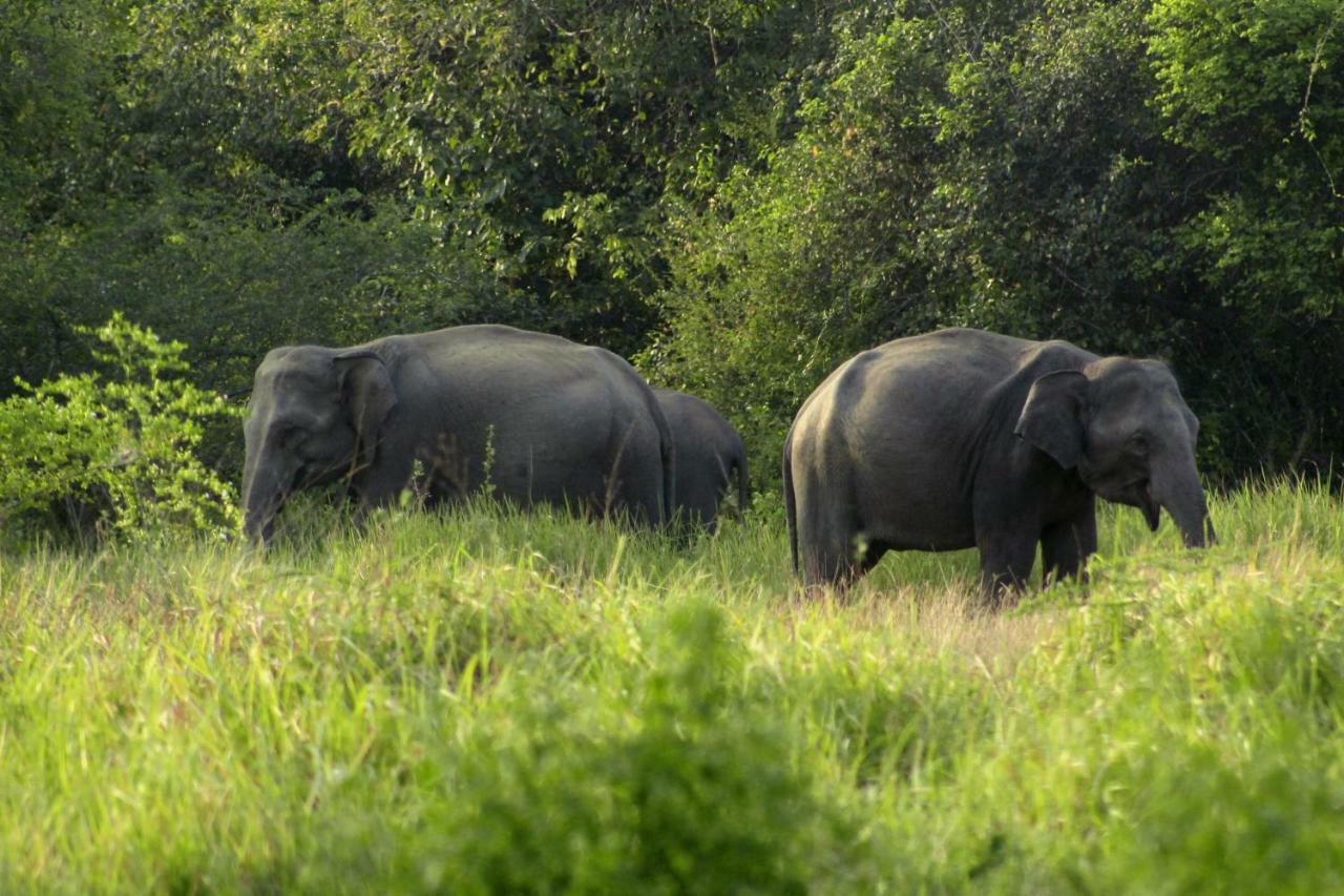 Wasgamu Safari Lodge Wasgamuwa Eksteriør bilde