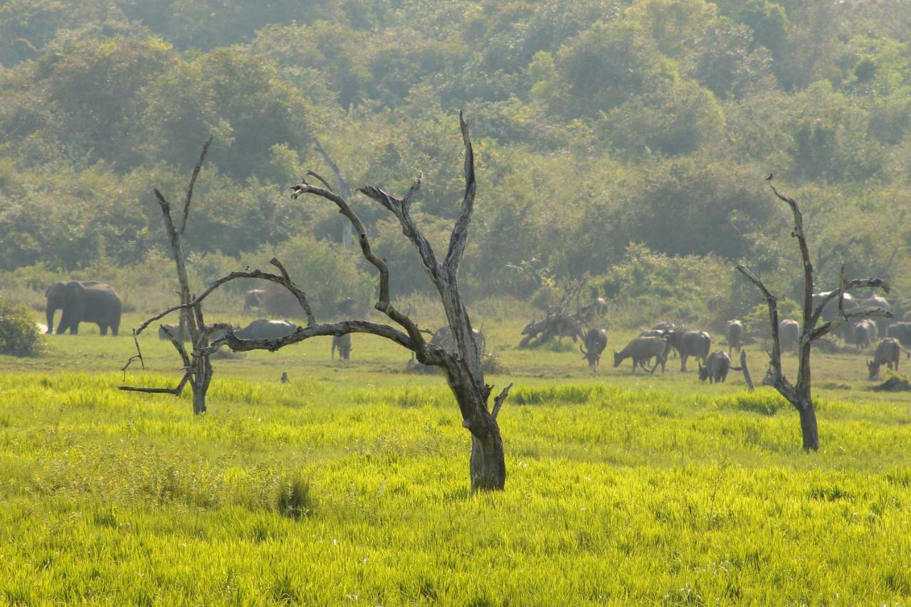 Wasgamu Safari Lodge Wasgamuwa Eksteriør bilde
