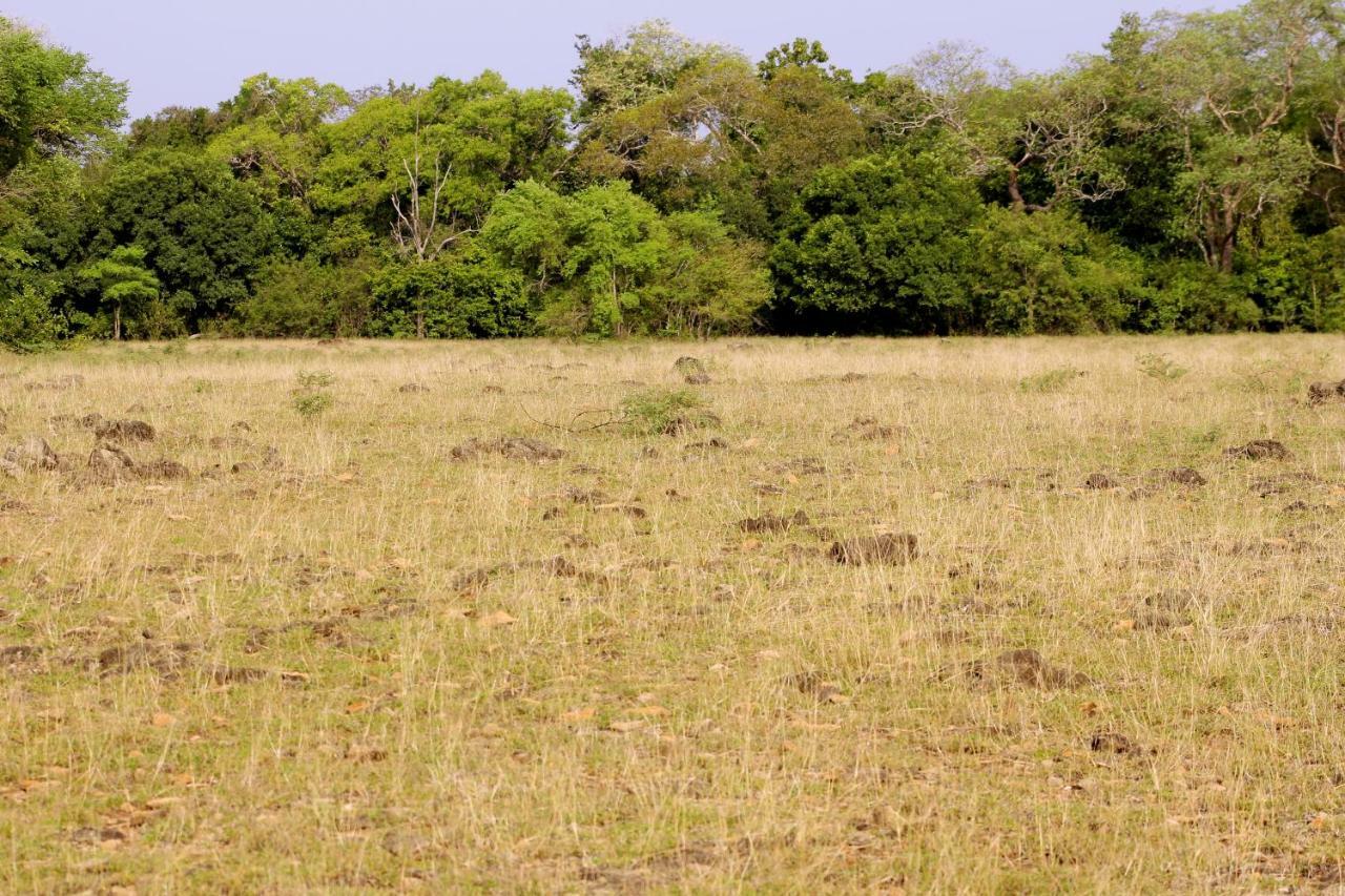 Wasgamu Safari Lodge Wasgamuwa Eksteriør bilde