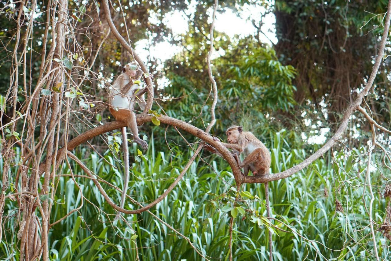 Wasgamu Safari Lodge Wasgamuwa Eksteriør bilde