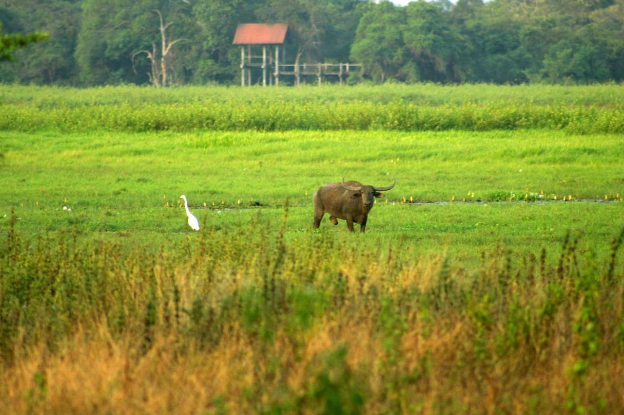 Wasgamu Safari Lodge Wasgamuwa Eksteriør bilde