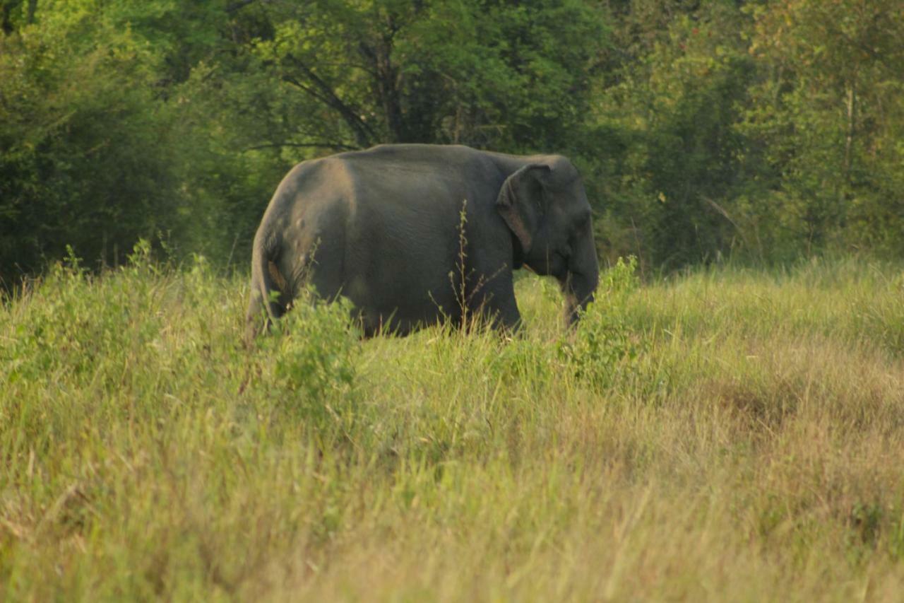 Wasgamu Safari Lodge Wasgamuwa Eksteriør bilde