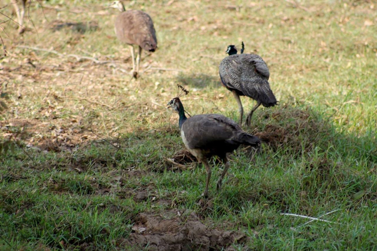 Wasgamu Safari Lodge Wasgamuwa Eksteriør bilde