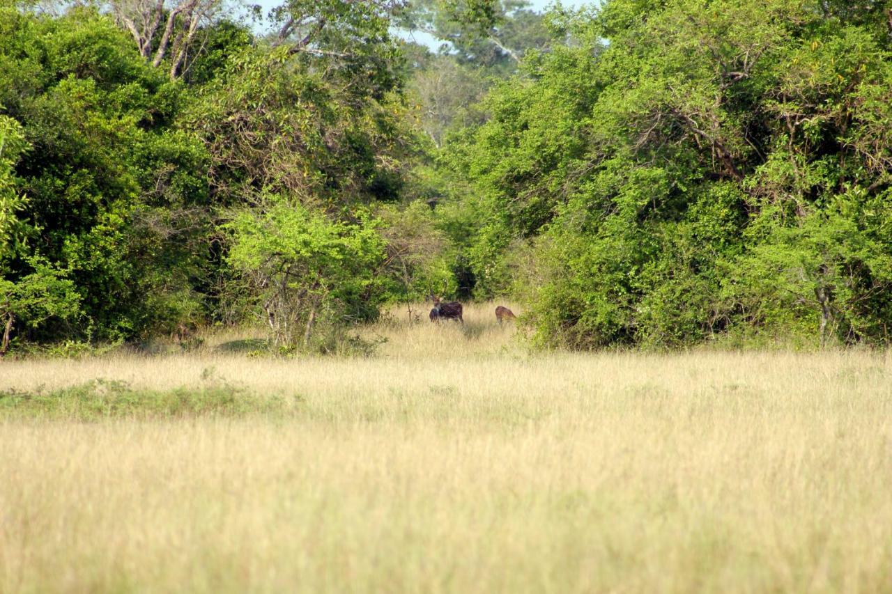 Wasgamu Safari Lodge Wasgamuwa Eksteriør bilde
